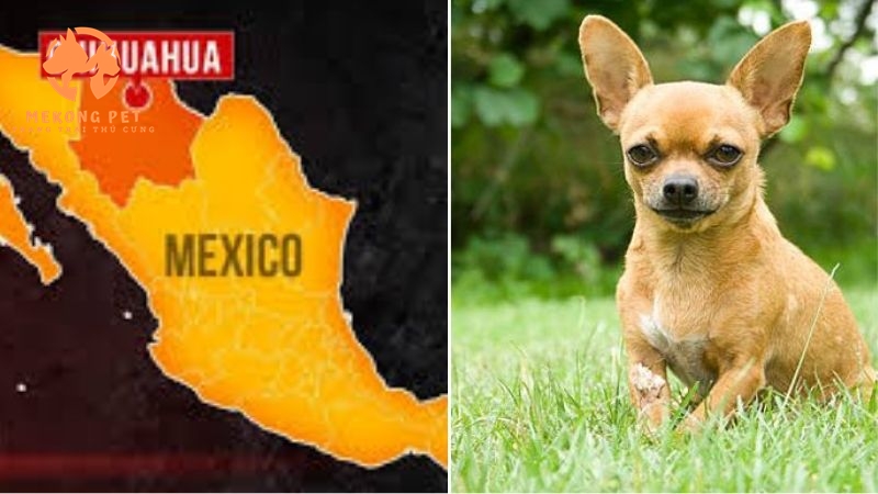Chó chihuahua có nguồn gốc từ đất nước Mexico xinh đẹp